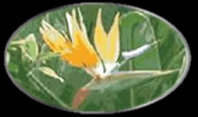 Madeiras Nationalblume - die Strelitzie